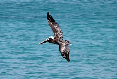 Caribbean bird