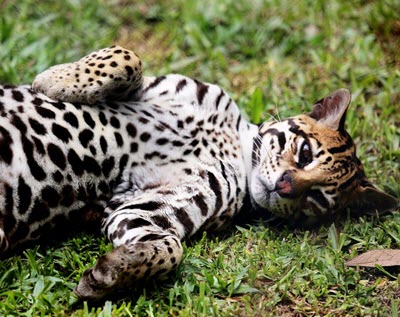 Ocelots