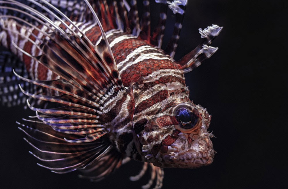 lionfish