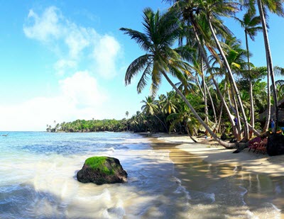 palmtrees